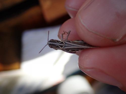 Réf. 262 574 : Omocestus petraeus